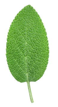 Sage leaves element composition. Fresh organic raw green herb isolated on white background. Clipping path. Full depth of field