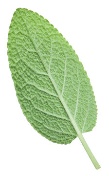 Organic green sage leaves isolated on white background close up. Fresh aromatic herb detailed macro photo with clipping path. Professional food photography