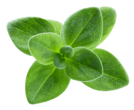 Thyme spice isolated on white background close up. Fresh organic green thyme herb macro photo with clipping path. As design element. Full depth of field