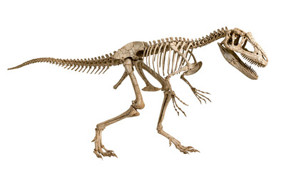 Allosaurus dinosaur skeleton fossil display with sharp teeth and long tail © Aisling