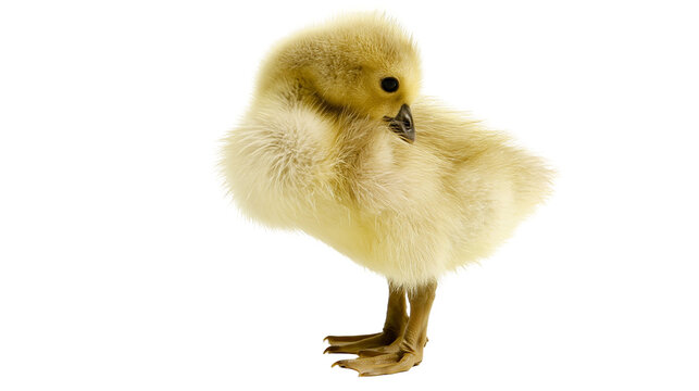 Fluffy yellow gosling standing and preening its soft downy feathers