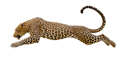 Leaping leopard with spotted fur coat in dynamic mid-air pouncing motion © Aisling