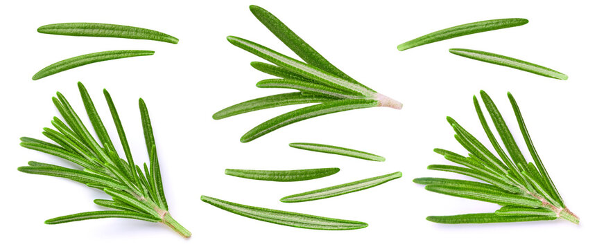 Fresh rosemary sprigs set for design isolated on white background. Green rosemary branches collection