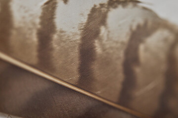 Brown bird feather close up with natural pattern and soft blurred texture © Lumae Nord