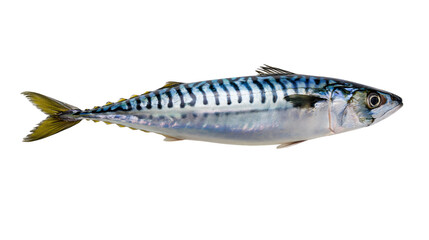 Fresh Atlantic mackerel fish with blue striped skin and yellow tail fin © Aisling