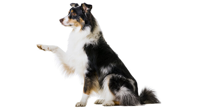 Tricolor Australian Shepherd dog sitting and lifting a paw