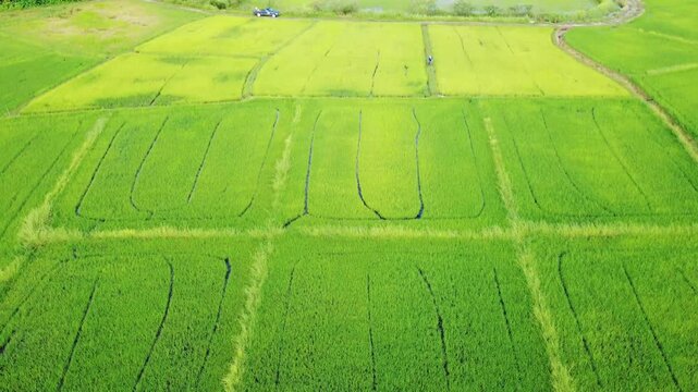 drone footage flying over rows of green and golden rice paddy fields in the countryside.
