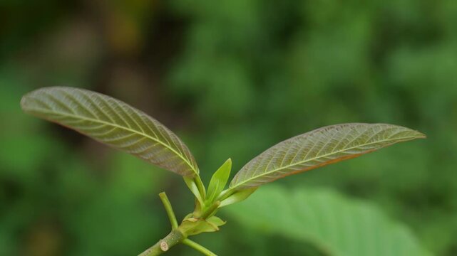 Close-up of a fresh young kratom leaf bud sprouting on a branch with a blurred green natural background.