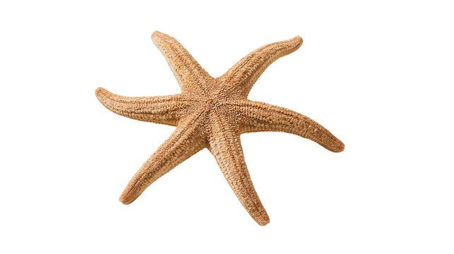 Five armed brown starfish with textured skin