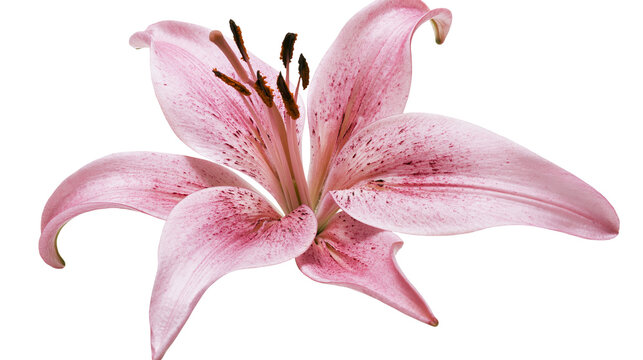 Soft pink lily flower with dark purple spots and prominent brown stamens