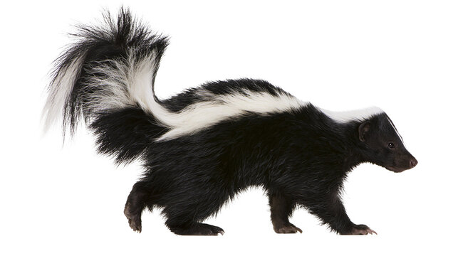 Striped skunk walking with bushy tail raised and black and white fur pattern