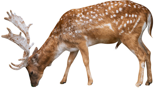 Spotted fallow deer buck with large antlers grazing