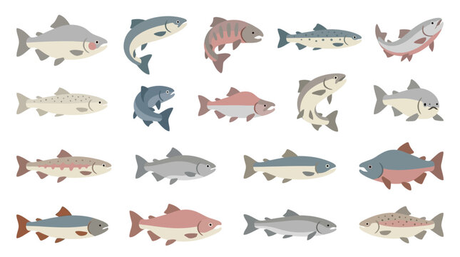 Set of various salmon fish species isolated on a white background.