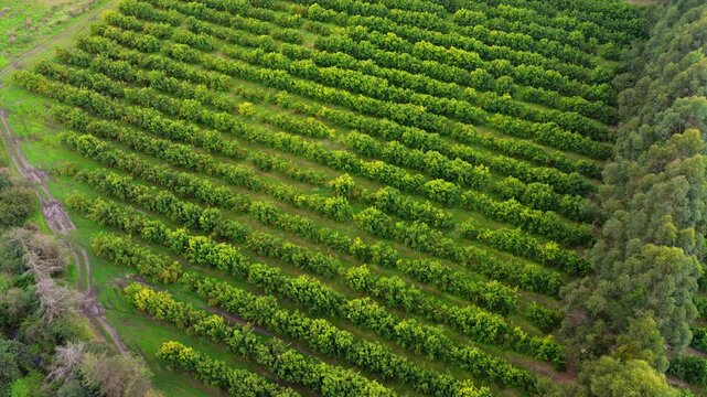 Aerial view of orange orchard with diagonal rows of citrus trees.