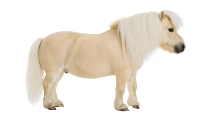 Cream colored miniature pony with long white mane and tail standing in profile © Anouk