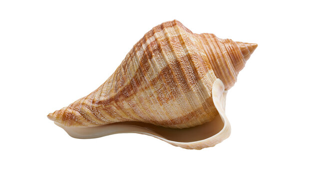 Textured brown and cream spiral conch seashell with detailed ridges