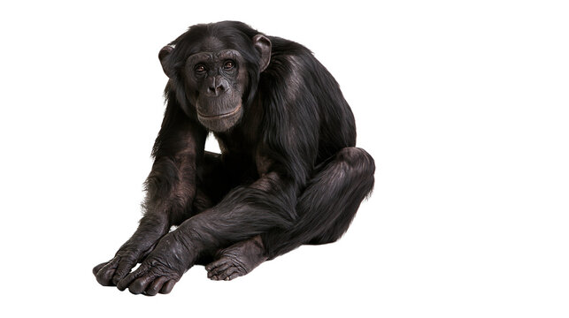 Adult chimpanzee sitting with hands resting on the ground