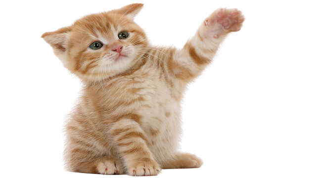 Ginger tabby kitten sitting and reaching up with one paw