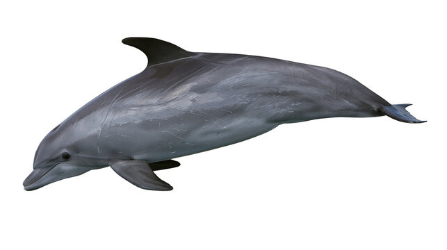 Smooth grey bottlenose dolphin swimming with dorsal fin and tail fluke visible