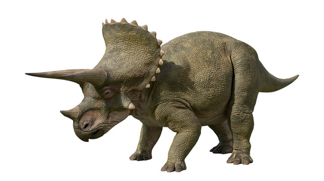 Triceratops dinosaur with textured green skin and large bony frill