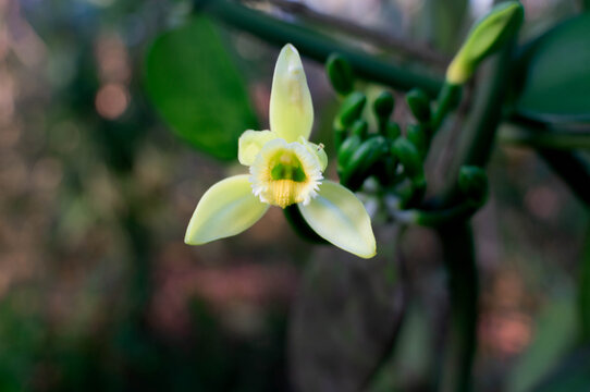 vanilla flowers that bloom in the morning