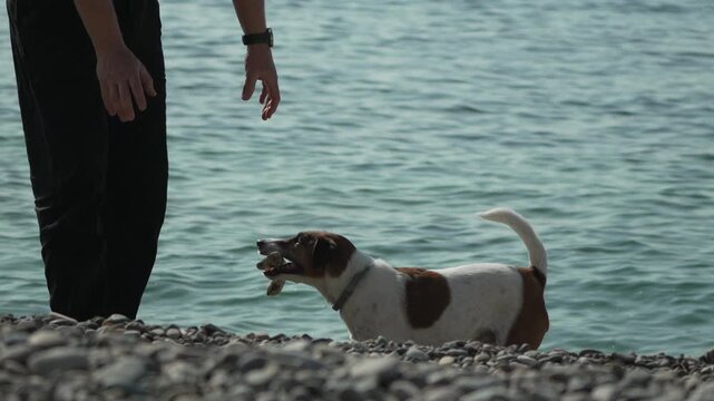 Dog beach play energetic Jack Russell terrier retrieves large stick from sea water while playing with owner on pebble shore