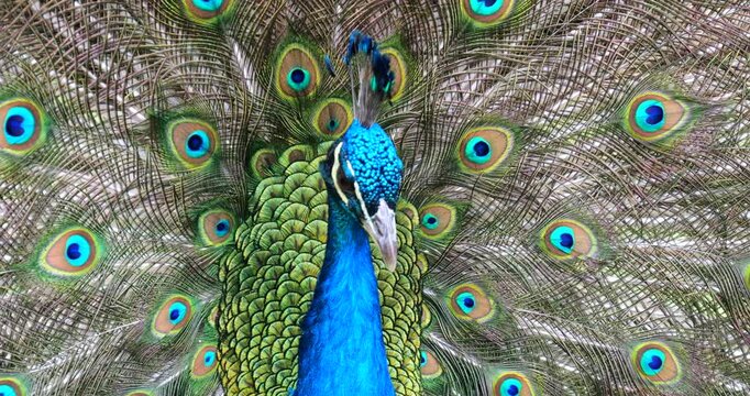 Indian Peafowl (Pavo cristatus) displaying its colourful tail feathers
