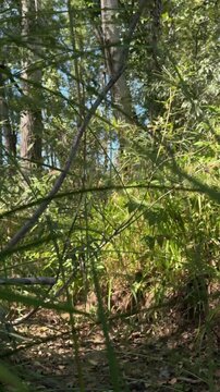 Sunlit Branches and Dense Green Forest Undergrowth in Summer