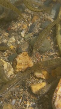 Small Fish Swimming Over a Stony Riverbed in Clear Water