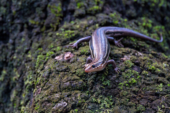 A five-lined skink (Plestiodon sp.) along Fisheating Creek in Florida.