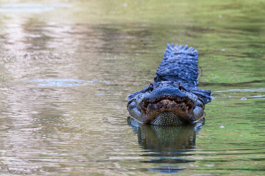 An American alligator (Alligator mississippiensis) arches up its head and tail before slapping the water. Head slapping is a territorial or courtship display.