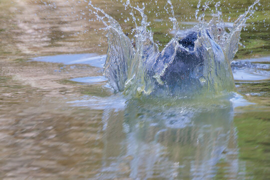 An American alligator (Alligator mississippiensis) head slaps the water. Head slapping is a territorial or courtship display.