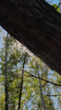 Sunlight Peeking Around a Tree Trunk in Green Woodland