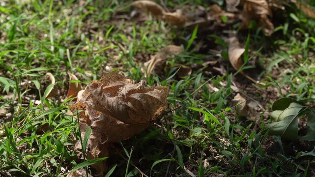 Dry fallen brown leaves scattered on fresh green grass, natural ground scene, showing the contrast between dead foliage and lively grass in outdoor meadow.