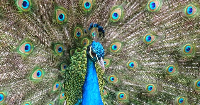 Indian Peafowl (Pavo cristatus) displaying its colourful tail feathers