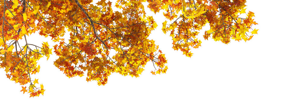 Golden autumn tree branches framing top border isolated on transparent background
