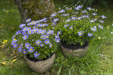Felicia Amelloides - blue daisies in the garden © Miroslawa Drozdowski