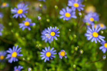 Felicia Amelloides - blue daisies in the garden © Miroslawa Drozdowski