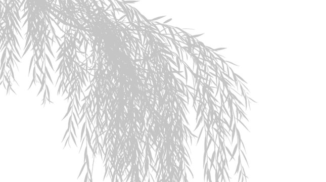 Light gray shadow of willow tree branches isolated on transparent background