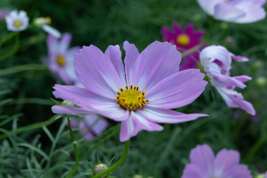 Close Up of Delicate Purple Pink Cosmos Flower Blooming in Autumn Garden with Soft Bokeh Background and Copy Space for Web Banner