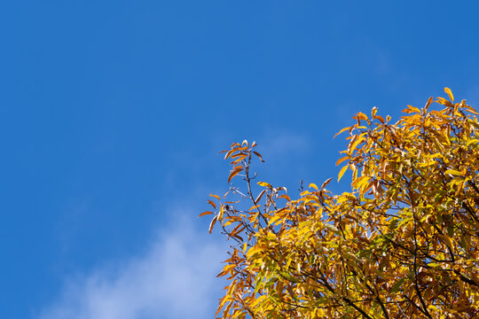 Golden Yellow Autumn Oak Leaves Against Clear Blue Sky background with Copy Space for Web Banner and Design Template