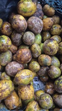 Video of fresh ripe Hog plum