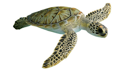 Green sea turtle swimming with detailed patterned shell and flippers © Tibor