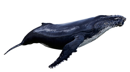 Large humpback whale swimming with textured skin and long pectoral fins © Tibor