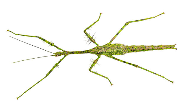 Green spiny stick insect with long legs and textured body