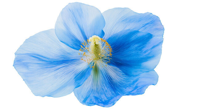 Vibrant blue Himalayan poppy flower with delicate petals and yellow stamens
