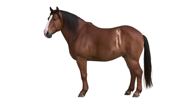 Bay horse with white facial blaze and unique flank marking standing in profile