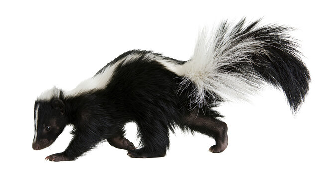 Striped skunk walking with fluffy tail and black and white fur pattern