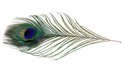 Iridescent peacock feather with vibrant blue and green eye pattern © Tibor