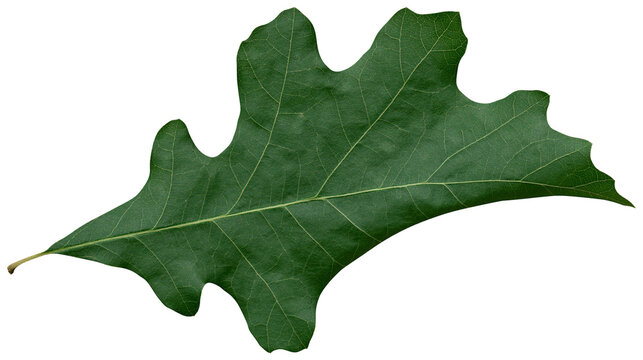 Single dark green oak leaf with lobed edges and visible veins